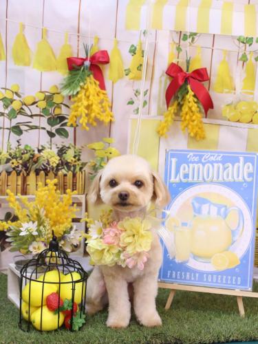 20240428ちゃいろくん